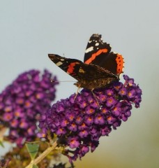 Buddleia 'Butterfly Candy Little Lilac'
